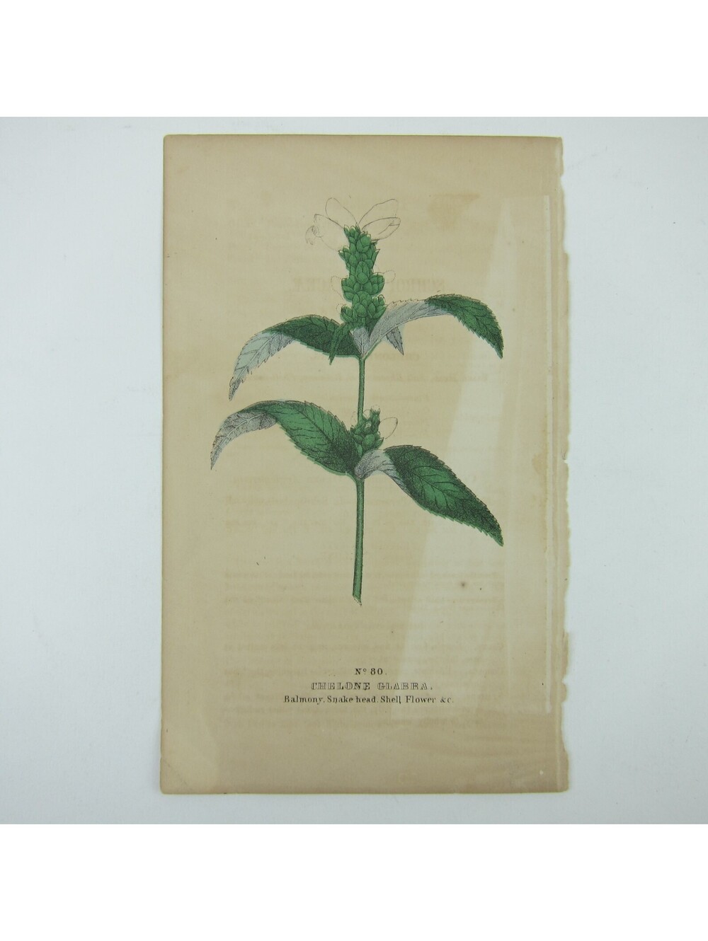 Botanical Art Print Balmony Snake Head Shell Flower Green Leaves Decor Antique